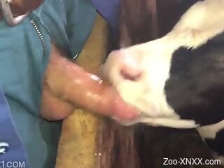 Cow is going to lick balls and make him happy too