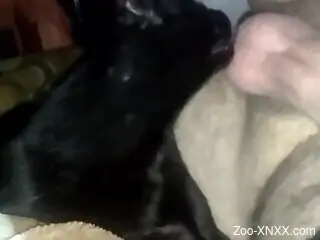 Hot dude lets the kitty lick his raging hardon