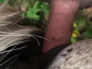 Gushing pussy of a beast gets screwed with lust