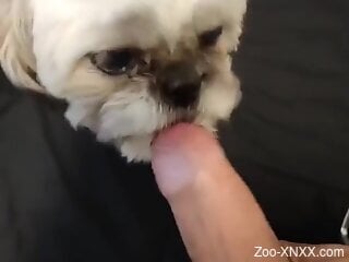 Uncut penis is being pleasured by a super cute dog