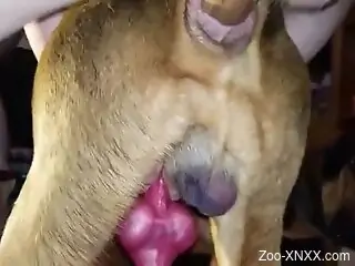 Man humps dog's ass in restless zoophilia anal