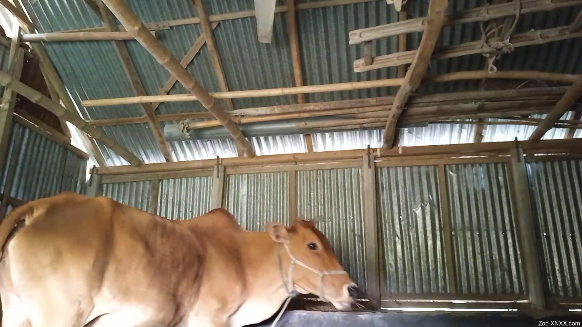 Guy is ready to fuck a cow and he loves the camera