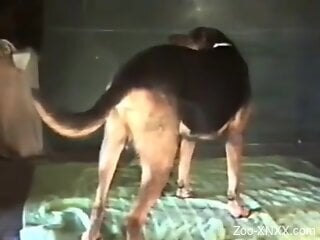 Nude man enjoys heavy sex on cam with his trustful dog