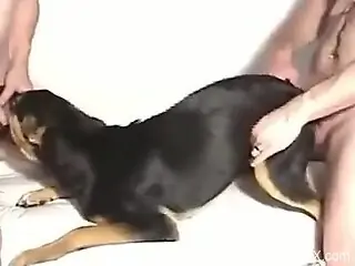 Sexy animal endures brutal spit roasting in 3some