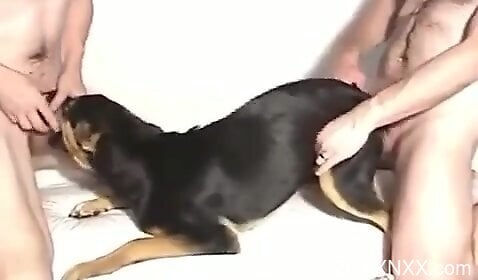 Sexy animal endures brutal spit roasting in 3some 