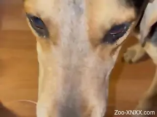 Cock of a horny zoophile pleasured by a sexy dog