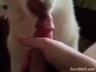 Dude feeds his throbbing cock to a cute animal