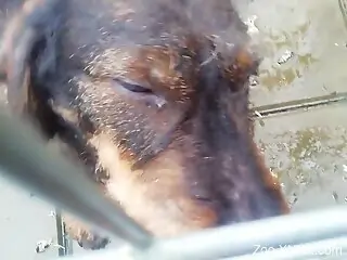 Huge human cock is going to be licked by a doggo
