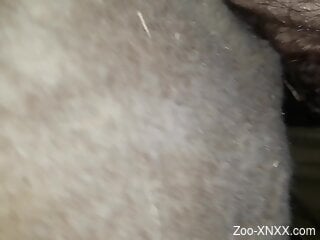 Mare pussy getting fucked by a hairy dude hard