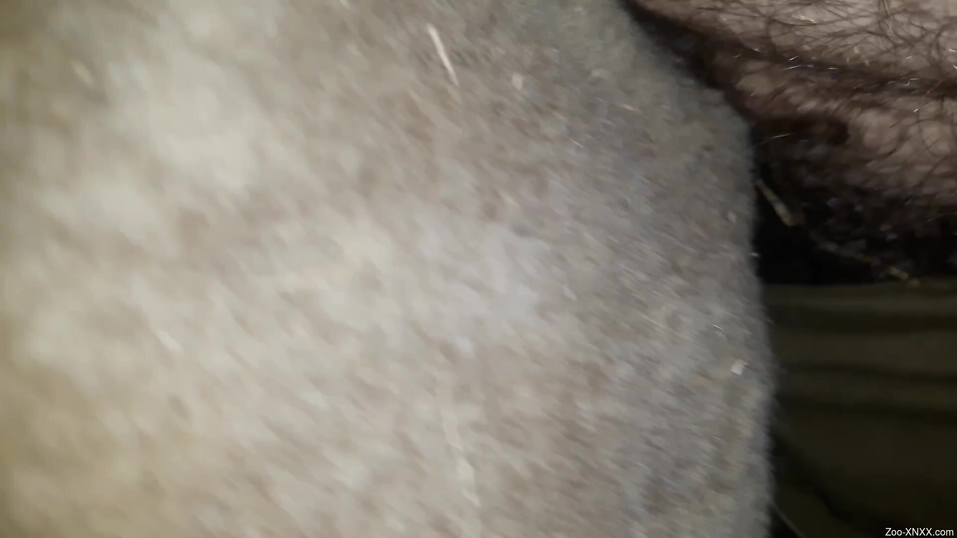 pornspark Mare pussy getting fucked by a hairy dude hard