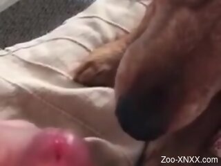 Dog licks owner's cock during online cam jerk off