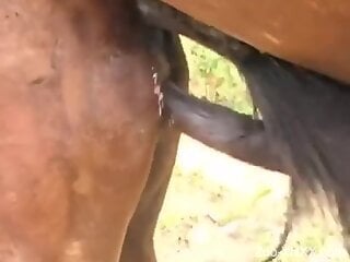 Aroused man tapes stallion loudly fucking female horse