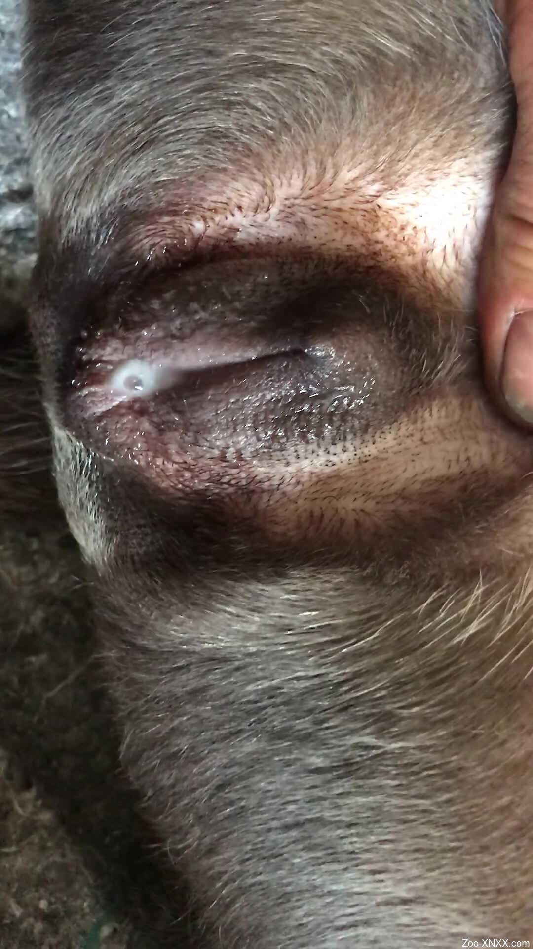 Aroused man deep fucks dogs wet pussy in amazing manners