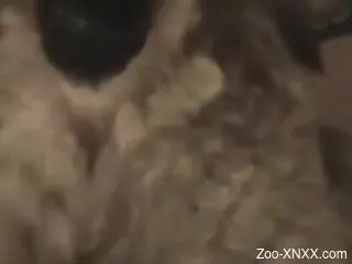 Man fucks furry dog in homemade zoophilia scenes