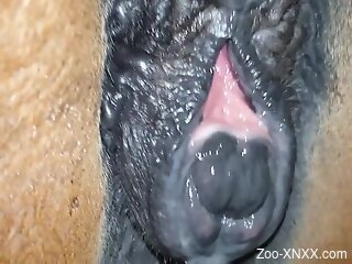 Man creampies horse's wet pussy after naughty cam sex
