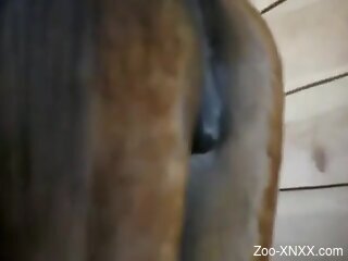 Amateur fist fucks horse's wet pussy in dirty cam perversions