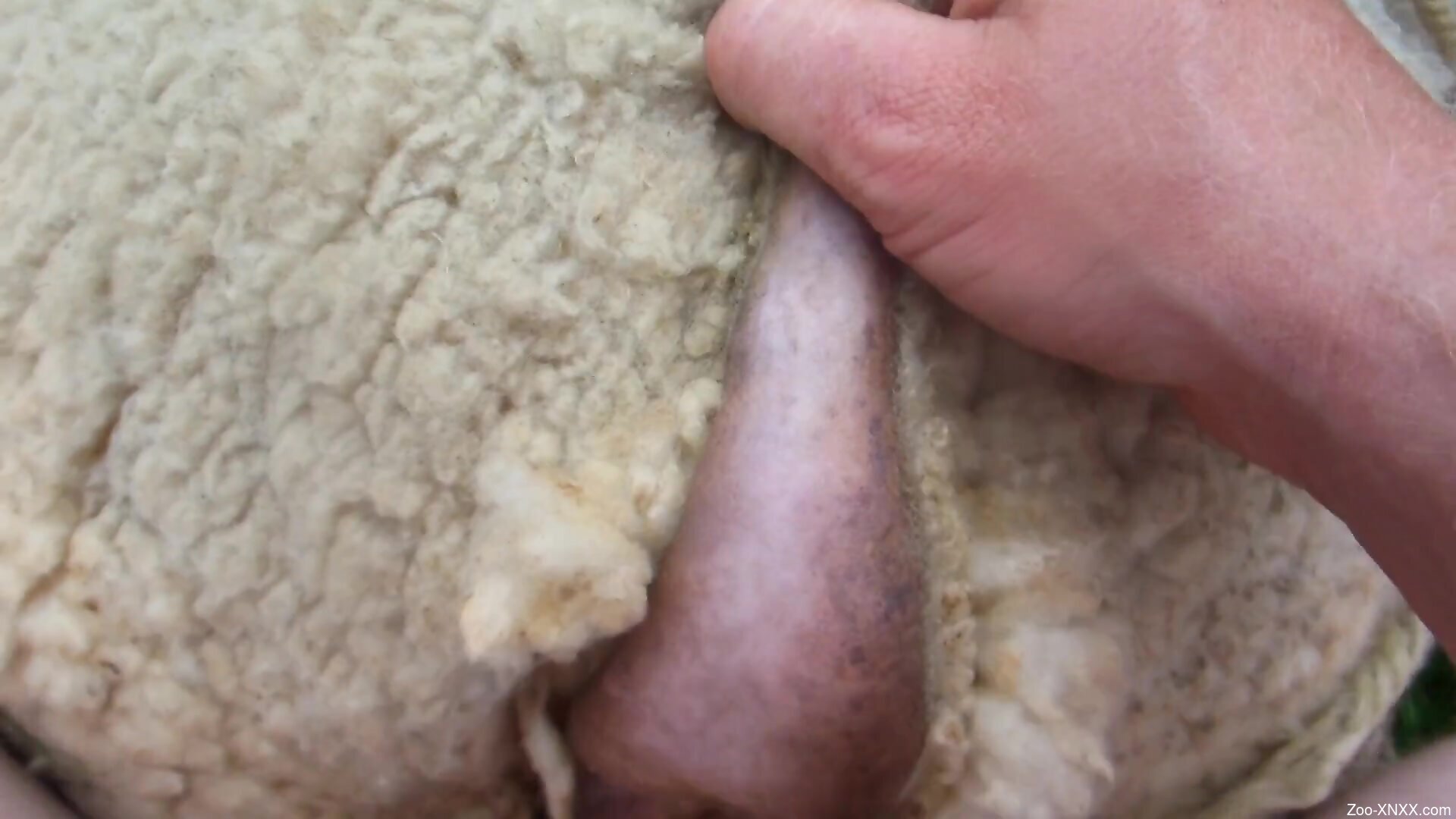 Man fucks sheep at the farm and filmed it in closeup