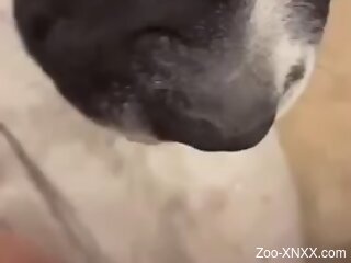Aroused woman loves the dog licking her muff and ass