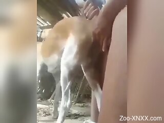 Horny man loudly fucks farm animal in dirty perversions
