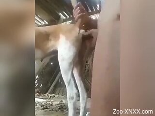 Horny man loudly fucks farm animal in dirty perversions