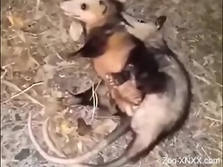 Man gets aroused watching pair of Opossums fucking