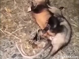 Man gets aroused watching pair of Opossums fucking