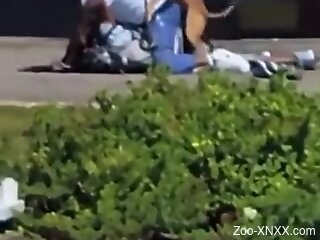 Man gets filmed in public getting boned by a stray dog