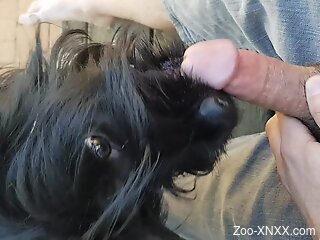 Aroused man sticks dick in a dog's mouth for extra pleasure