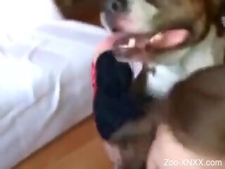 Amateur woman filmed at home trying dog sex for the first time