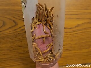 Aroused man inserts dick in a jar filled with worms