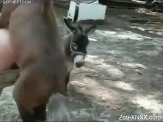 Man tries hard anal with the donkeys in outdoor zoophilia