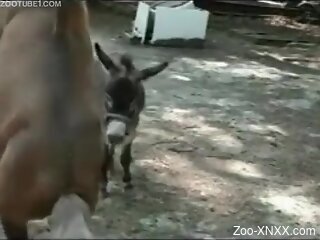 Man tries hard anal with the donkeys in outdoor zoophilia