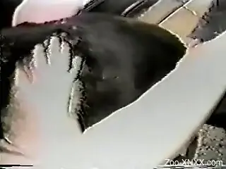 True vintage zoophilia shows woman enduring dog sex