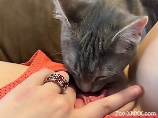 Naked female loves the cat licking her pussy in such fast manners