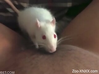 Solo woman masturbates while enjoying a little mouse on clit