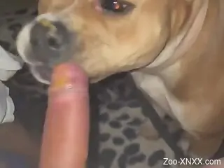 Dog licks man's hefty penis in late night zoophilia kinks