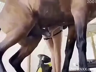Naked female tries horse's giant dick in her shaved muff