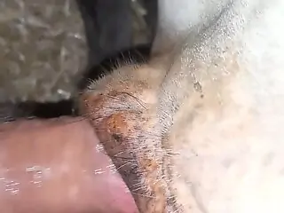 Aroused man deep penetrates dog's pussy in brutal zoophilia