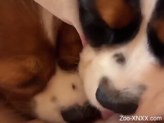 Aroused woman loves these small puppies licking her cunt