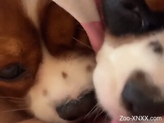 Aroused woman loves these small puppies licking her cunt