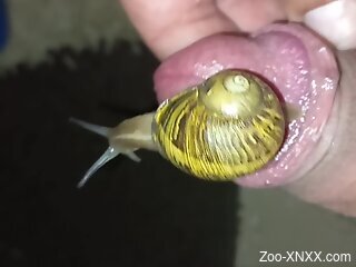 Horny dude loves snails crawling on his dick during jerk off