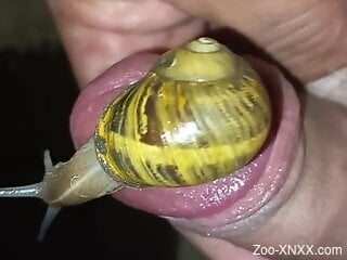 Horny dude loves snails crawling on his dick during jerk off