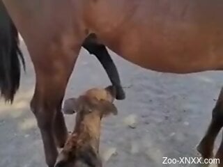Dog licks horse's huge penis and makes the delight of this guy