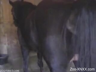 Man fucks horse at the farm in brutal zoophilia scenes