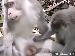 Monkeys try sexual perversions in front of a horny dude