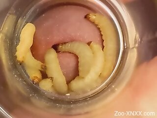 Man inserts worms in a jar filled with worms for better stimul...