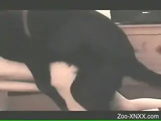 Zoo porn with doggy-style fucking and cum in mouth