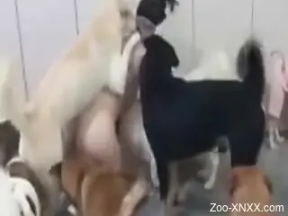 Zoo sex gangbang with a woman and miryads of dogs