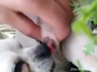 Outdoor zoo sex fun with furry white dog