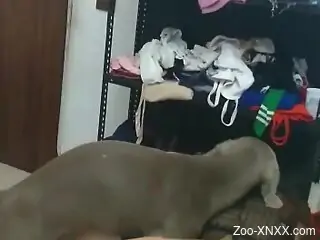 Zoo fucking fiesta with a chubby mature and her dog